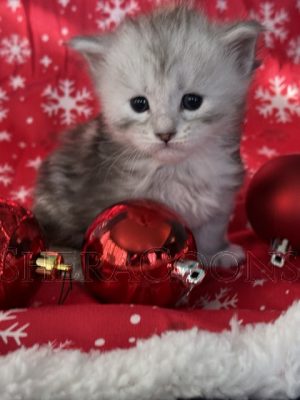 Available Maine Coon Kitten MD