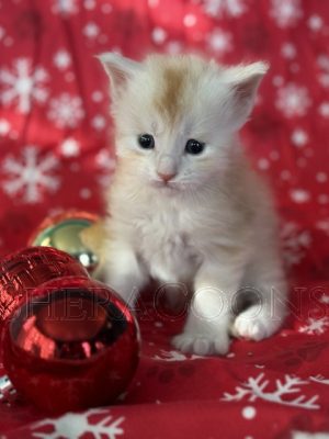 Available Maine Coon Kitten MD