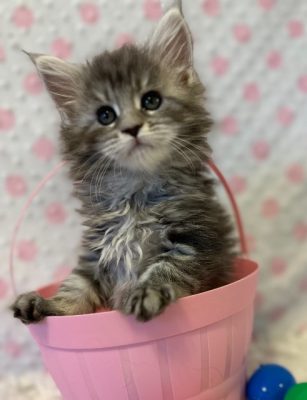 Available Maine Coon Kitten MD