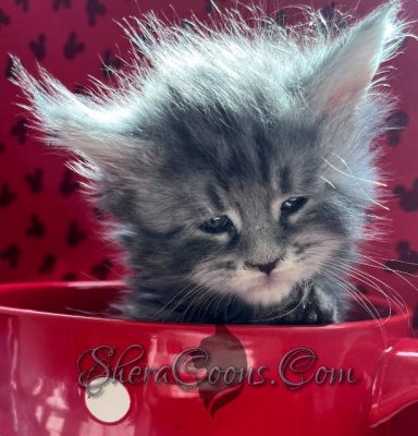 Available Maine Coon Kitten MD