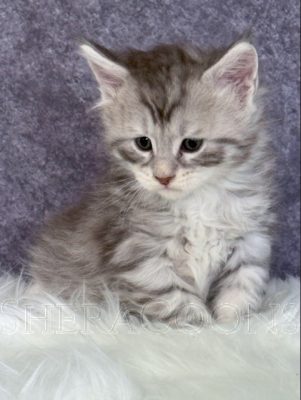 Available Maine Coon Kitten MD