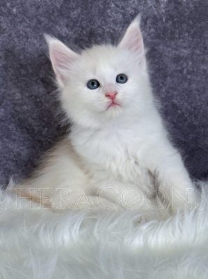 Available Maine Coon Kitten MD
