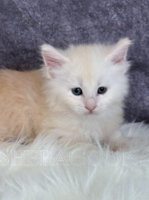 Available Maine Coon Kitten MD