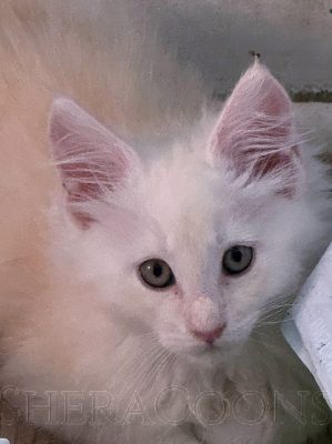 Available Maine Coon Kitten MD