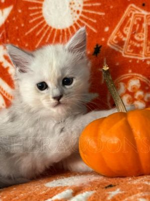 Available Maine Coon Kitten MD