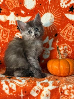 Available Maine Coon Kitten MD