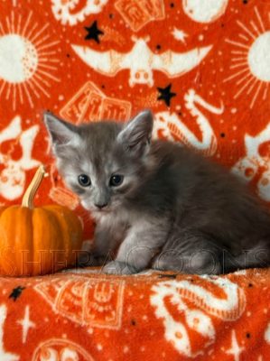 Available Maine Coon Kitten MD