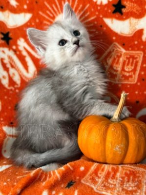 Available Maine Coon Kitten MD