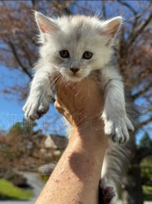 Available Maine Coon Kitten MD