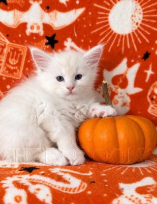 Available Maine Coon Kitten MD