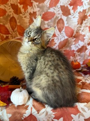 Available Maine Coon Kitten MD