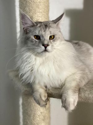 Sheracoons Maine Coons of MD